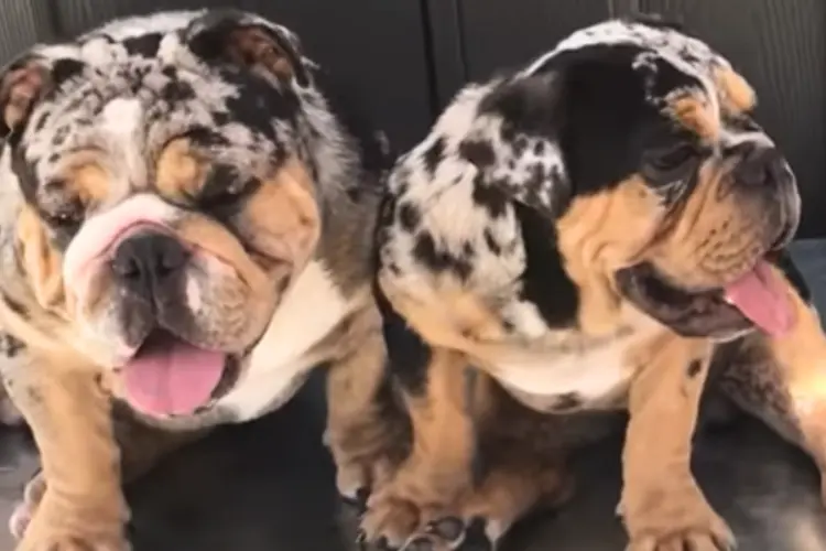 10 Things They Don't Tell You About Merle English Bulldogs