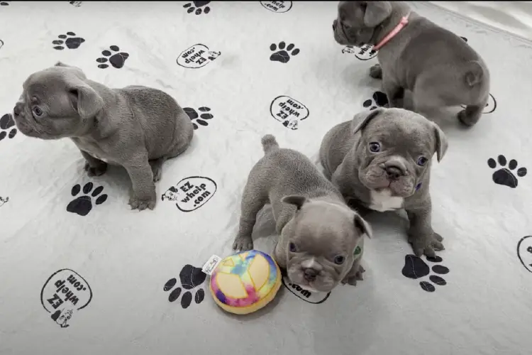 Lilac French Bulldog puppies in the crib