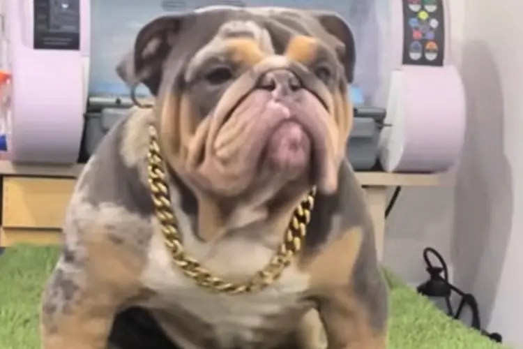 Merle English Bulldog with a gold necklace