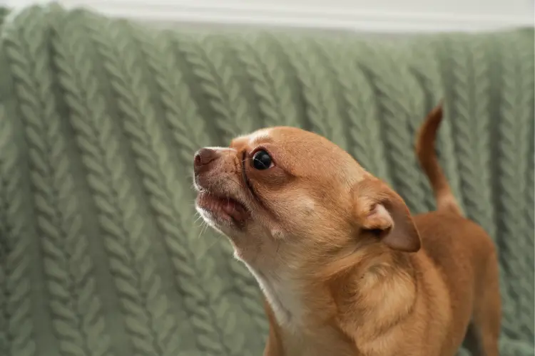 How to Train a Chihuahua Not to Be Aggressive