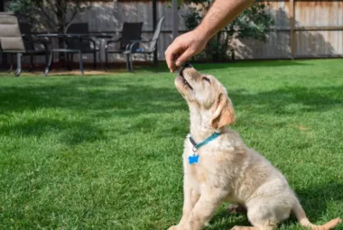 Puppy Training Timeline When to Start Training a Puppy