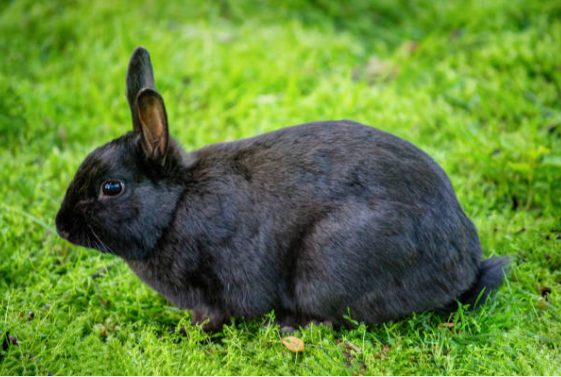 Female Dewlaps Rabbit