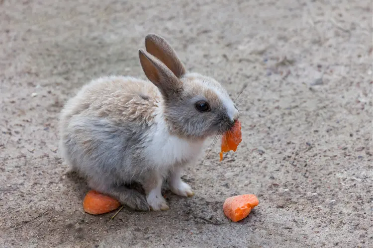 a rabbit chewing carrots