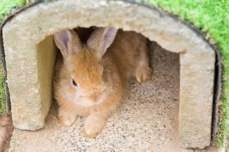a rabbit in its home