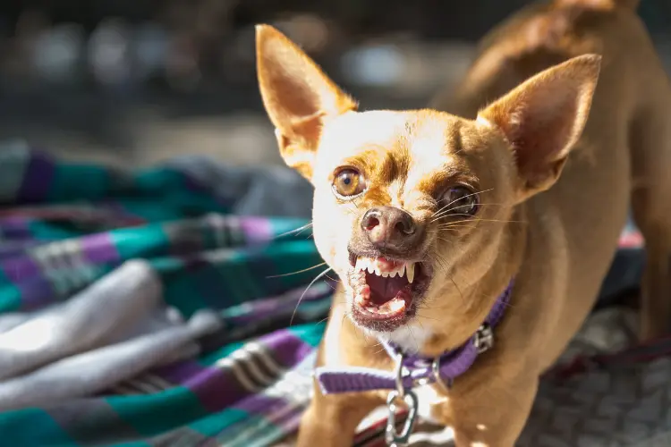 a very aggressive Chihuahua showing its fangs