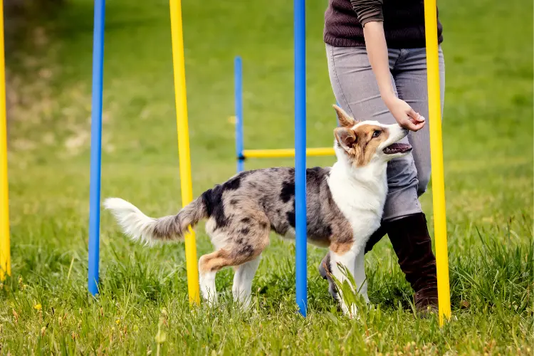 agility training for puppy