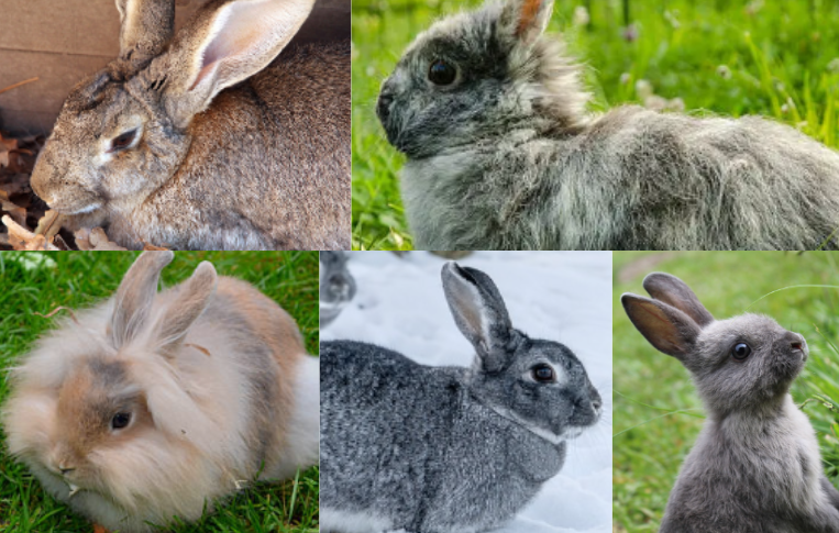 A Flemish Giant rabbit, a Chinchilla rabbit, an Angora rabbit, a Rex rabbit, and a Harlequin rabbit