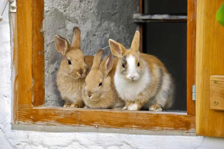 rabbits sitting in their cage door
