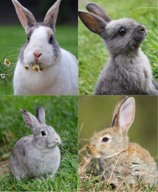 A rare breed of rabbit, such as a Lilac rabbit, a Lionhead rabbit, or a Florida White rabbit