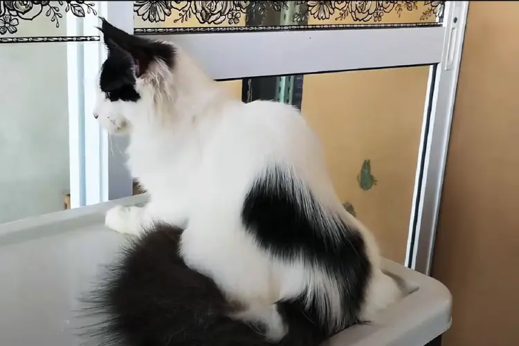 A Black and White Maine Coon Cat