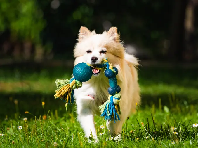 Best Rubber Dog Toys