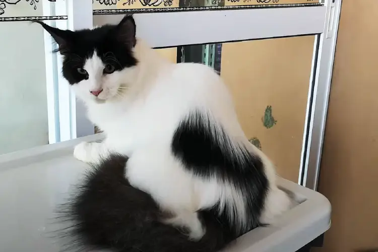 Black and White MaineCoon Cat