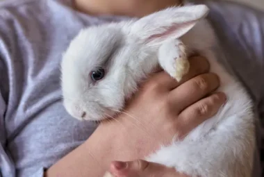The Ultimate Guide to Essential Dental Care for Your Rabbit.