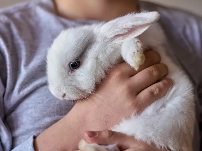 The Ultimate Guide to Essential Dental Care for Your Rabbit.