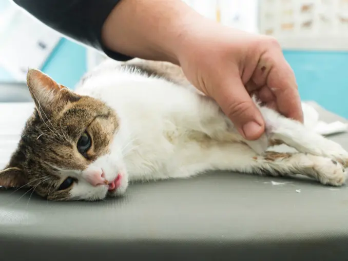 When To Euthanize A Cat With Seizures A Guide for Pet Owners