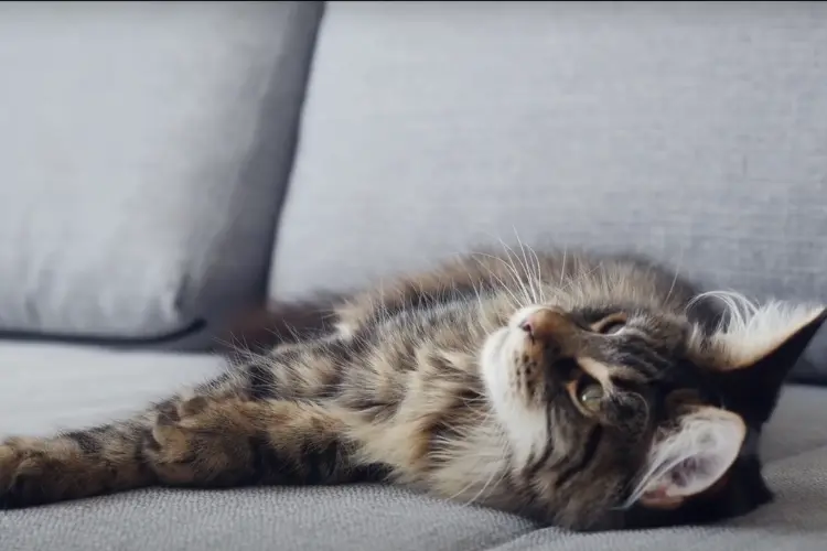 a Maine Coon Cat in the sofa