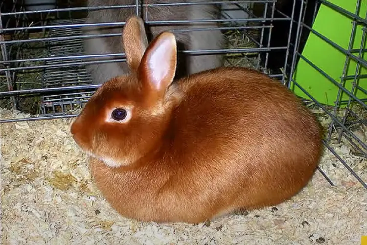a brown mini satin rabbit