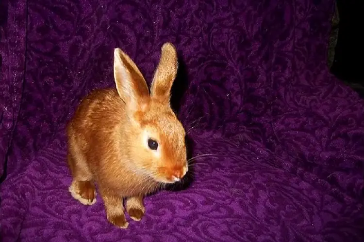 a mini satin rabbit on a chair
