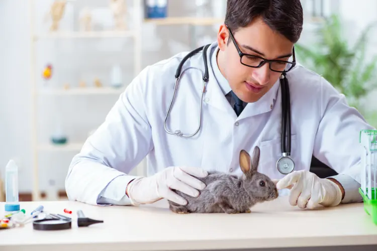 a vet doctor checking up a rabbit