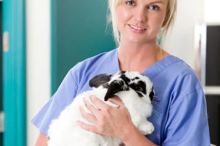 a vet nurse holding a rabbit