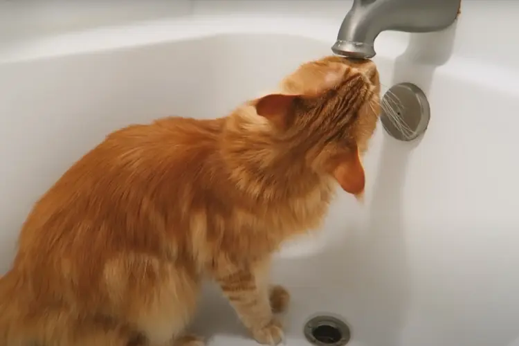 a Maine Coon orange cat in the bathtub