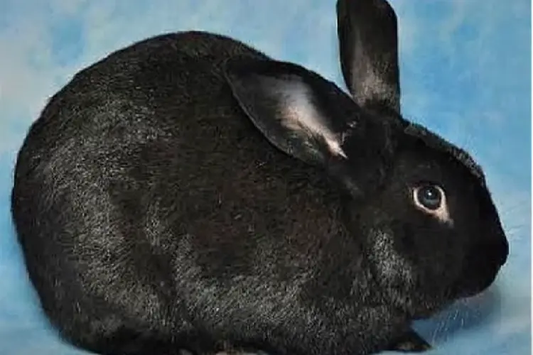 black mini satin rabbit