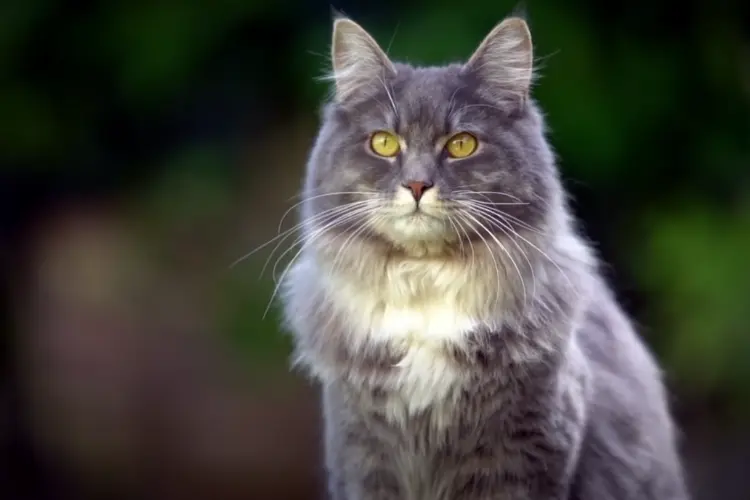 blue Maine Coon Cat Breed