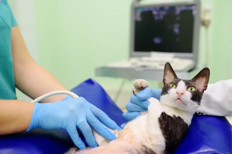 cat having medical check up