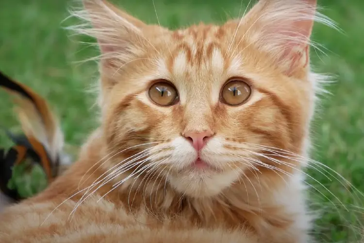 close up look of an orange maine coon cat