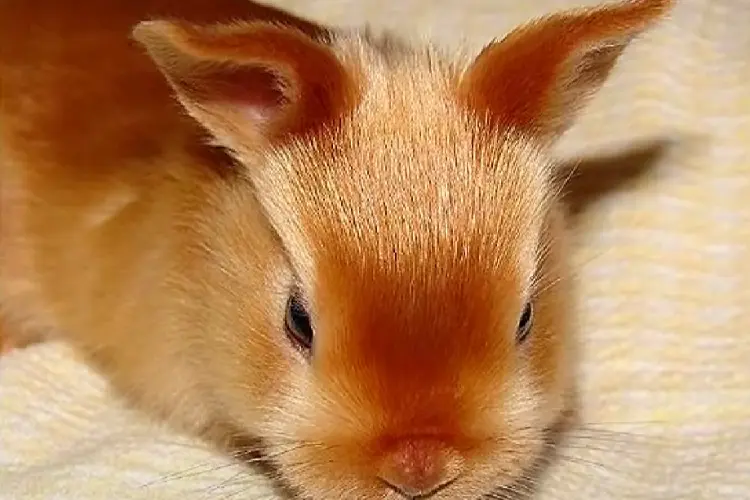 close up look of mini satin rabbit