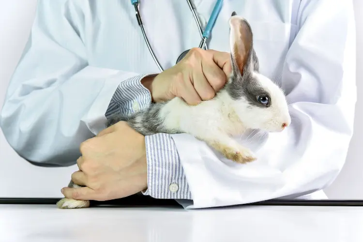 doctor holding a rabbit