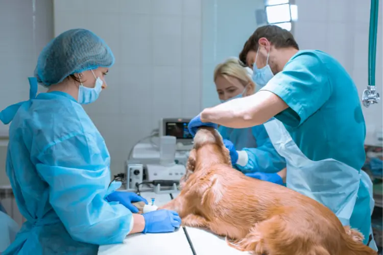 doctors checking up on a dog
