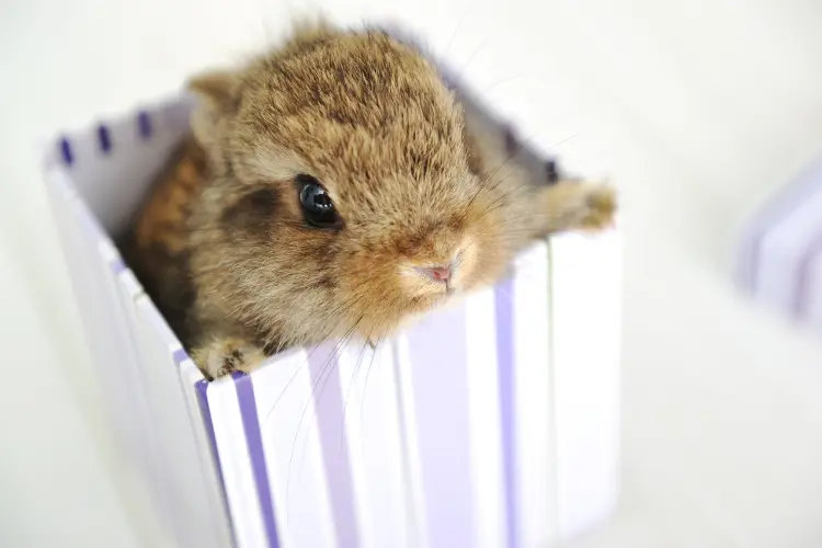 small rabbit in a container