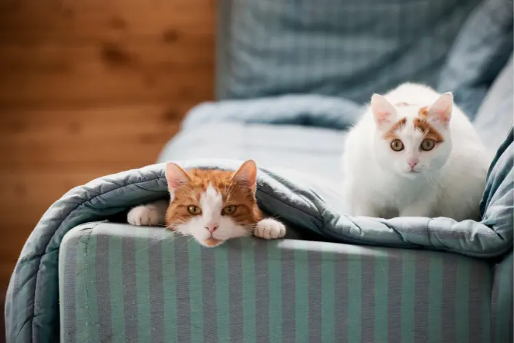 two cats in a sofa