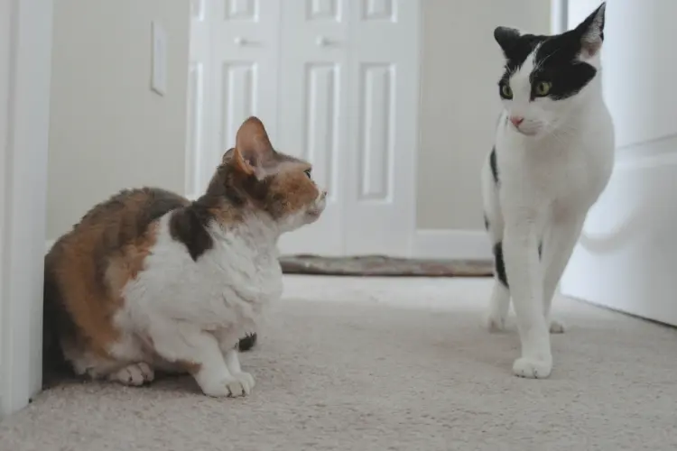 two cats staring each other