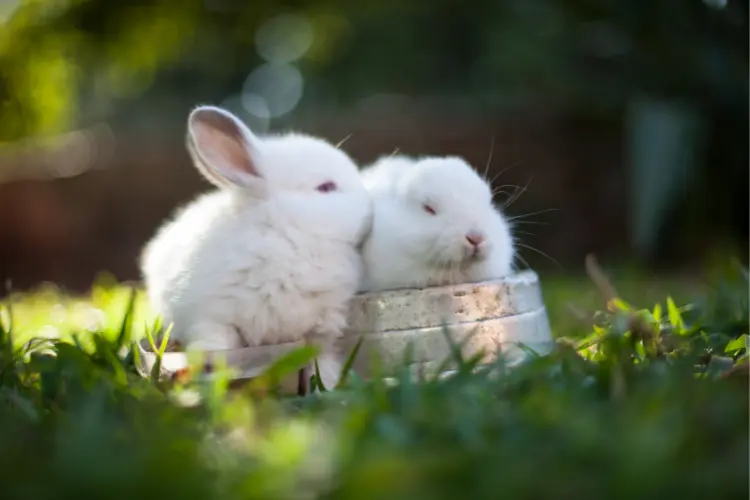 two white rabbits in the grass