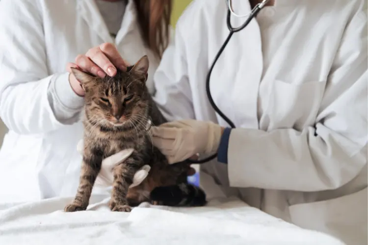 vet doctors checking up a cat