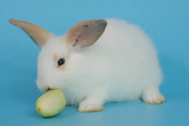 white rabbit eating a cucumber