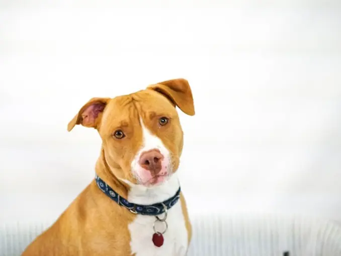 Brown and White Pitbull in a white background