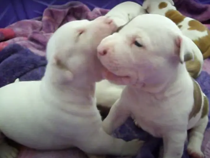 Brown and White Pitbull puppies