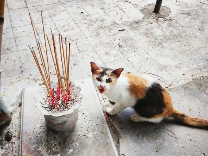 Is Incense Harmful to Cats