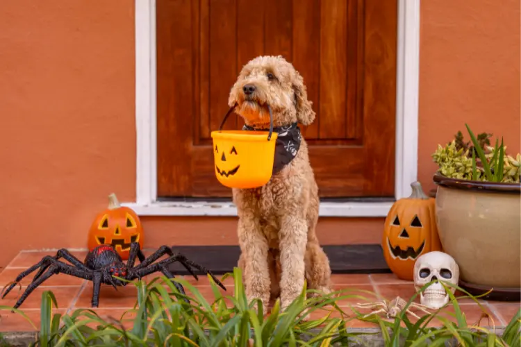 a dog holding a basket through his mouth