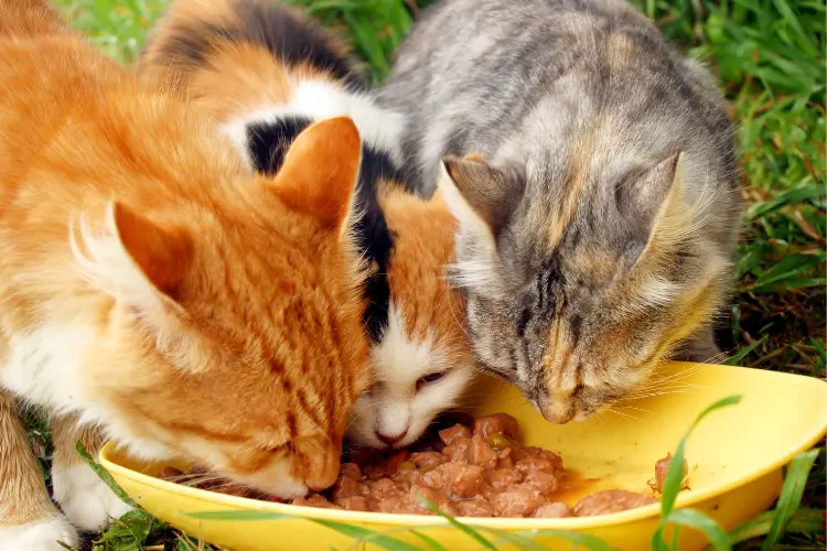 three cats eating bacon