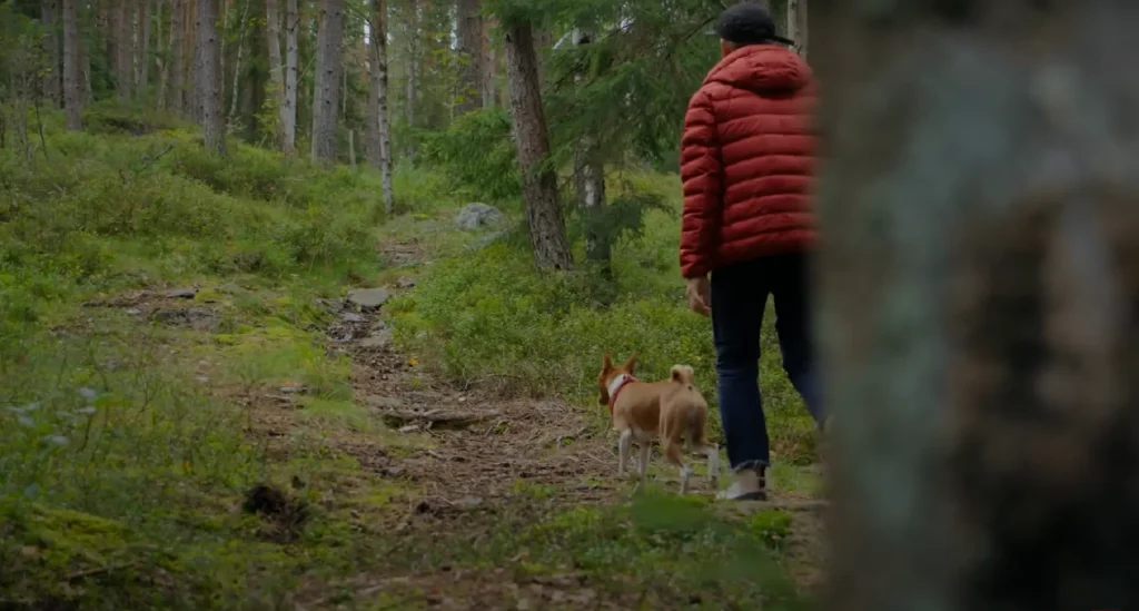 a basenji dog in the forest with his owner