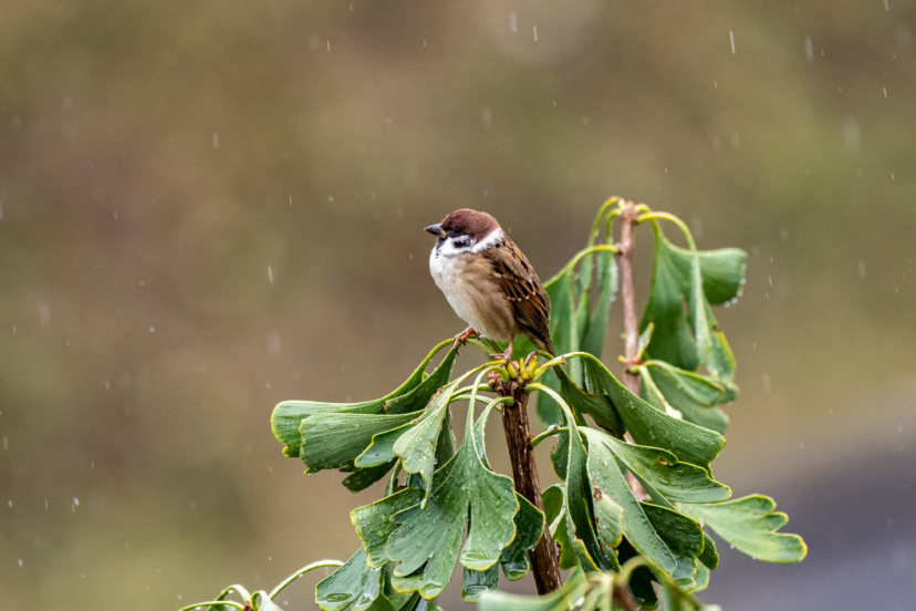 Bird in Rain