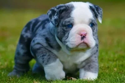 Blue Merle English Bulldog Their History, Care, and Temperament