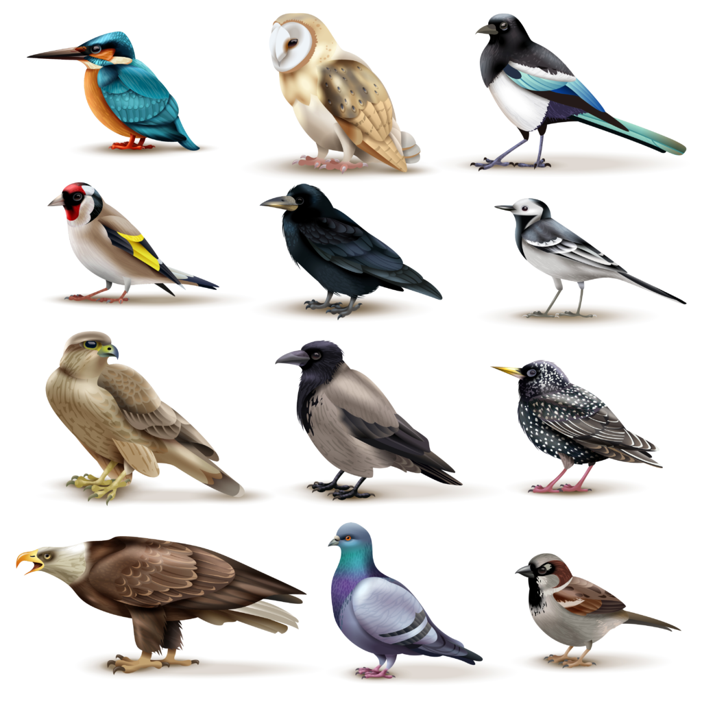 different birds