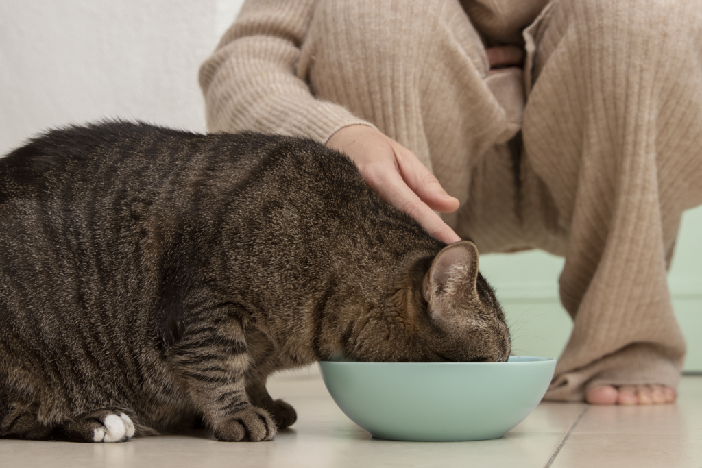 How Much Wet Food to Feed A Cat? A Feeding Guide