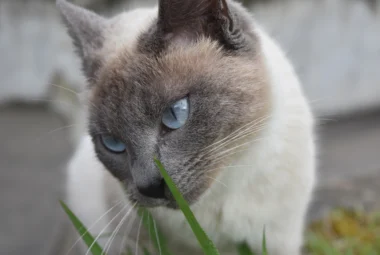 siamese cat eating grass