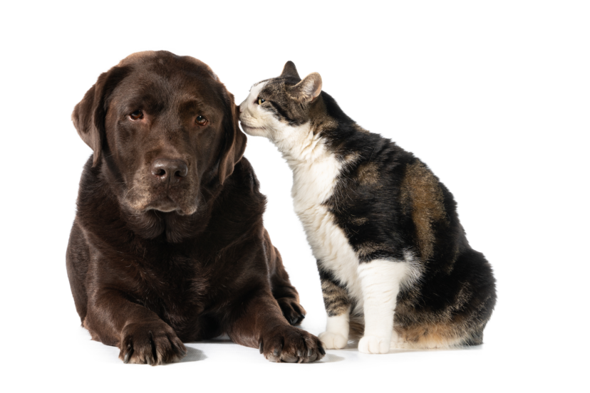 dog and cat as pet